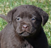 Lab pups for Sale