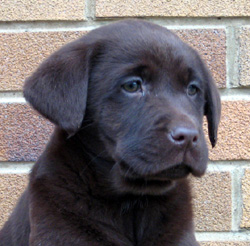 Labrador Litters Puppies For Sale By Breeder In Ohio Amber Sky Farms