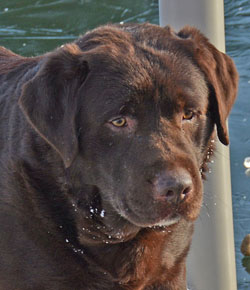 Labrador Breeders