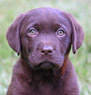 chocolate female pup