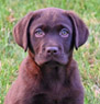 chocolate female pup