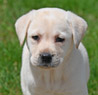 yellow lab pup