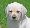yellow lab pup