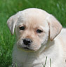 yellow lab pup