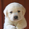 yellow female lab pup