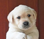 yellow female lab pup