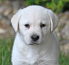 white female pup