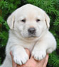 yellow female pup