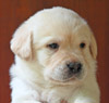 yellow male lab pup
