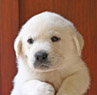 yellow male lab pup