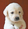 yellow male lab pup