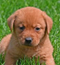 yellow lab male pup