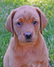 red female pup