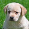 yellow lab male pup