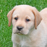 yellow lab male pup
