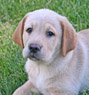 yellow lab male pup