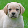 yellow lab male pup