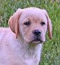 yellow lab male pup