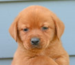 yellow lab male pup