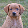 yellow male Lab pup fox red male lab pup