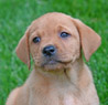red female pup