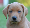 fox red lab male pup