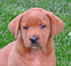 fox red lab male pup