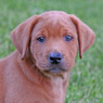 fox red lab male pup