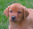 fox red lab male pup