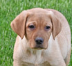 fox red female lab pup