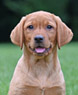 red female pup