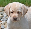 yellow lab pup
