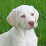 white lab pup