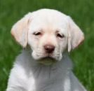 white male lab pup