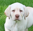white male lab pup