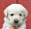 white male lab pup