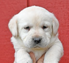 yellow lab pup