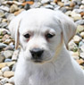white lab pup