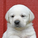 white lab pup