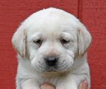 yellow lab male pup