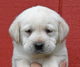 yellow lab male pup