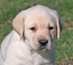yellow lab male pup