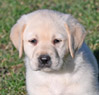 yellow lab pup