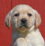 yellow male lab pup