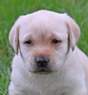 white female pup