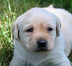 white female pup