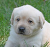 white female pup