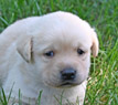 white female pup