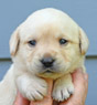yellow male pup