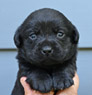 yellow male pup